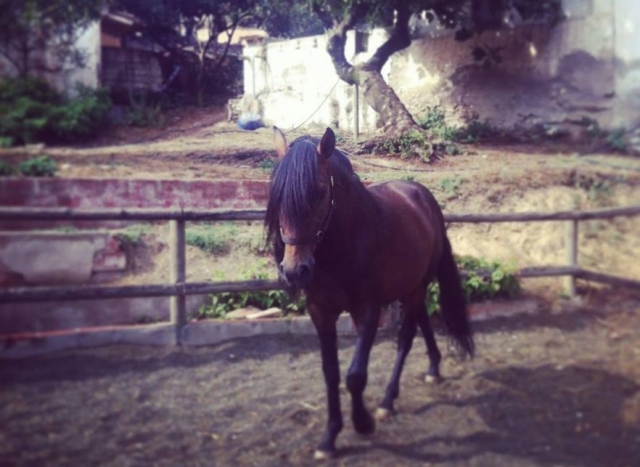  Beautiful equine specimen 